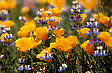Champ de fleurs